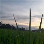 Bả