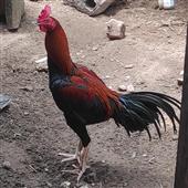 Ng