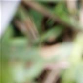 Ch