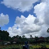 Kê