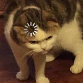 Cô