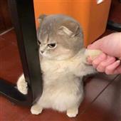 Vư