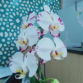 Vậ