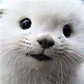 Ng
