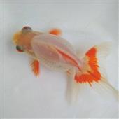 Mứ