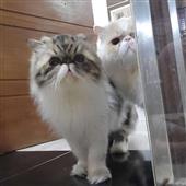 Độ