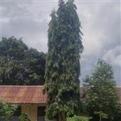 Ch