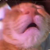 Cu