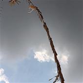 Cu