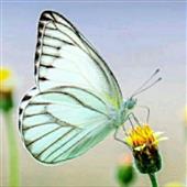 U1