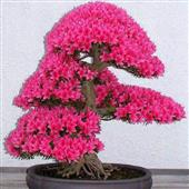 Be
