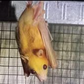 Tr