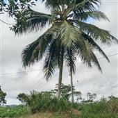Cá