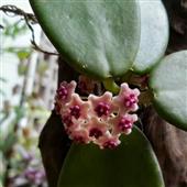 Ca