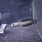Ch