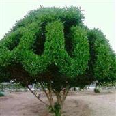 Ro