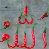 Gi