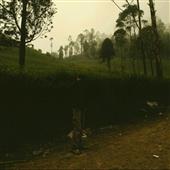 Cá