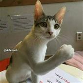 Hu