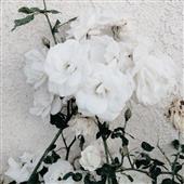 Rồ