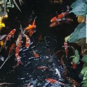Tạ