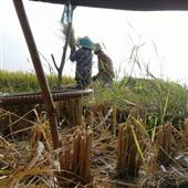Bắ