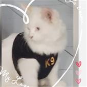 Lu