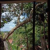 Dự