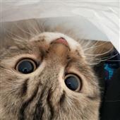 Li