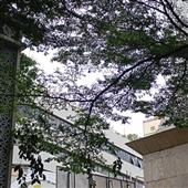 Cự