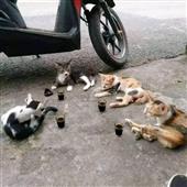 Bả