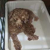 Cô
