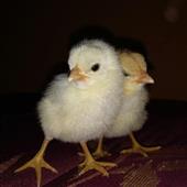 Hò