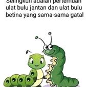 Hổ