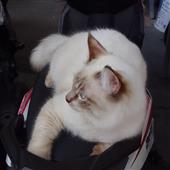 Hà