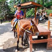 Dự