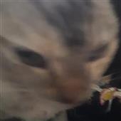 Ga