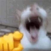 gi