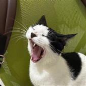 bầ