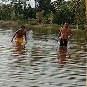 Dự