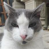 Tr