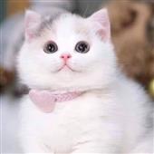 Lị