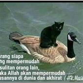 Qu
