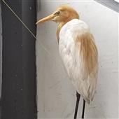 Be
