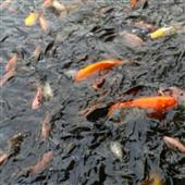 Đặ