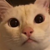 Cá