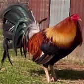 Sò