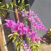 Án