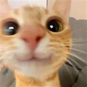 Bầ
