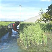 Lị